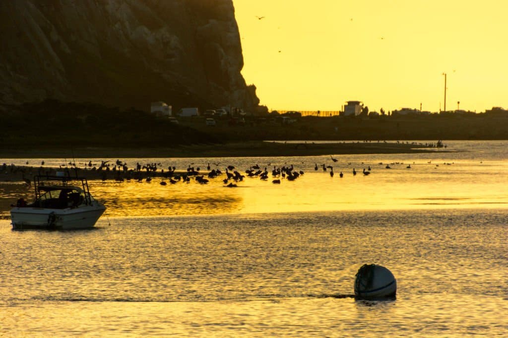 paddleboarding morro bay