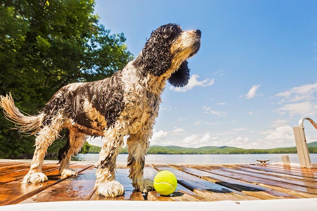dog paddle board