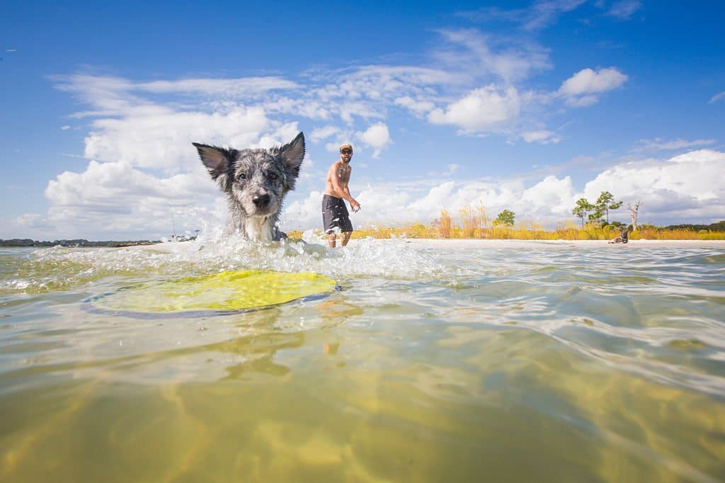 dog paddle board