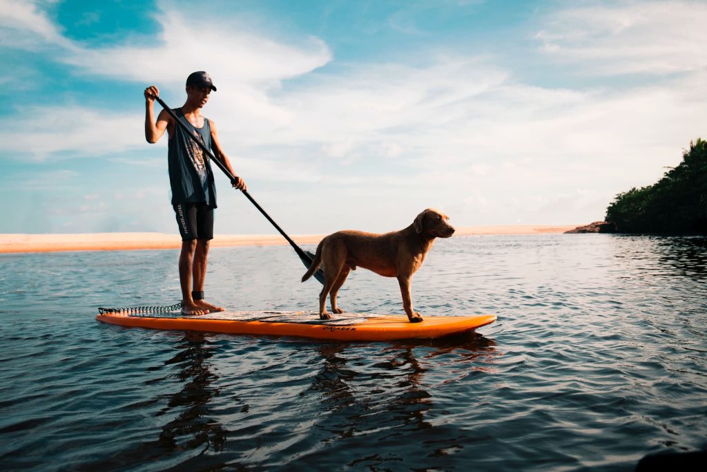 dog paddle board