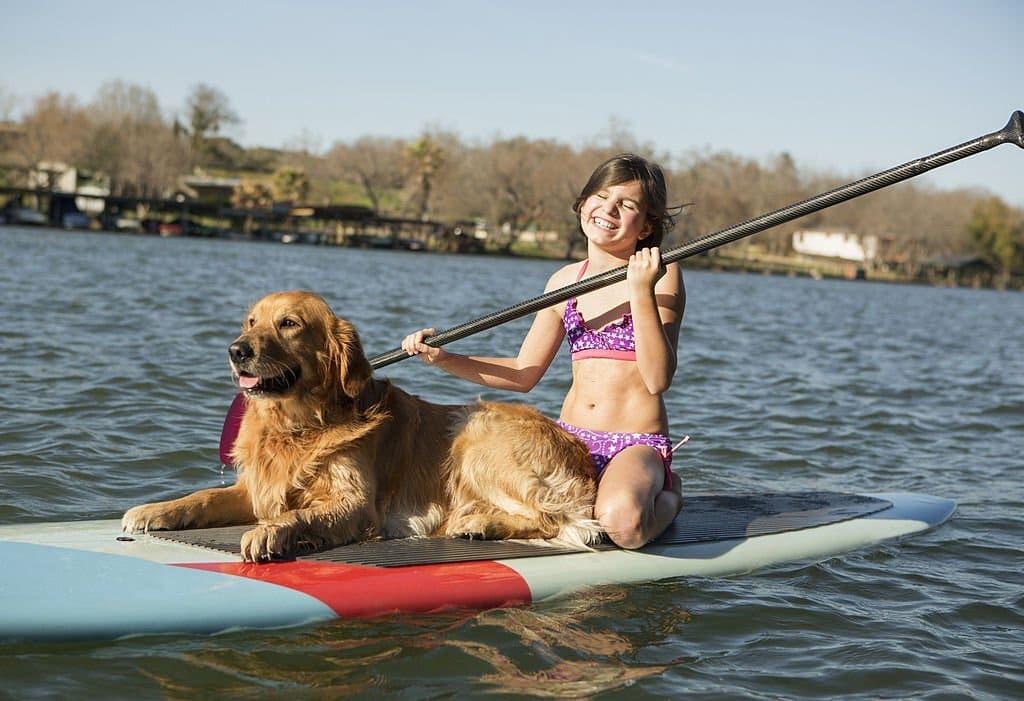 dog paddle board