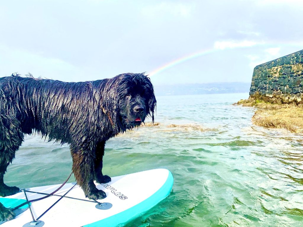 dog paddle board