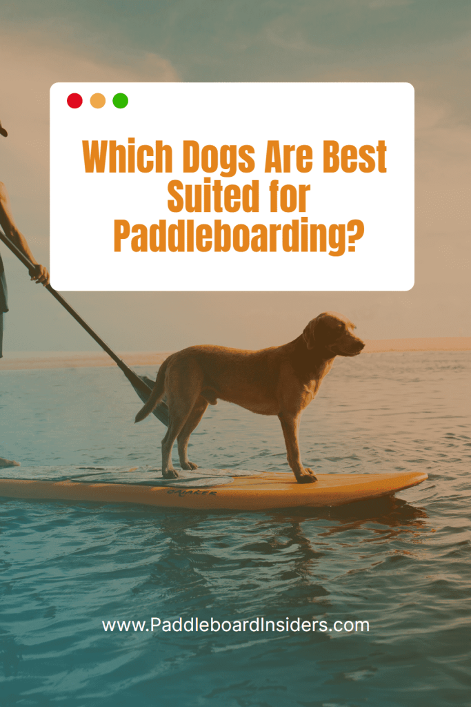 dog paddle board