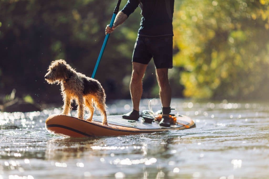 Dog Paddle Board Breeds: Which Pups Are Best For Sup'ing - Paddleboard 