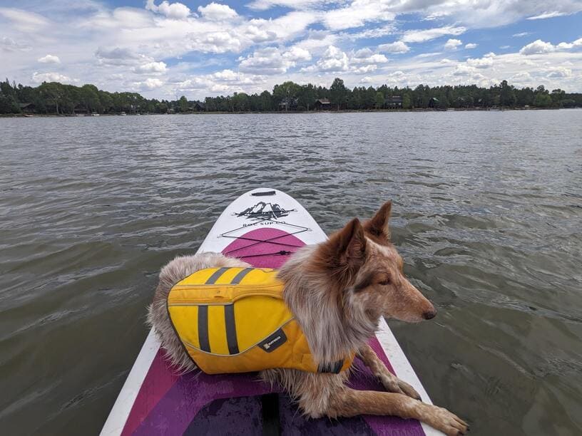 cute dog on a purple paddle board