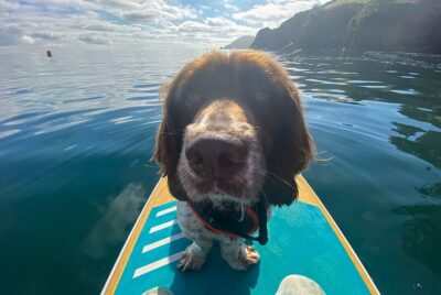 best paddle boards for dogs